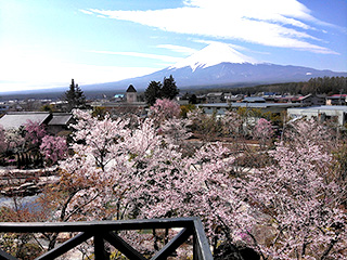 ハーブ庭園 旅日記 富士河口湖庭園 春の写真1