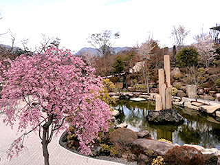 ハーブ庭園 旅日記 富士河口湖庭園 春の写真2