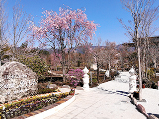 ハーブ庭園 旅日記 富士河口湖庭園 春の写真3