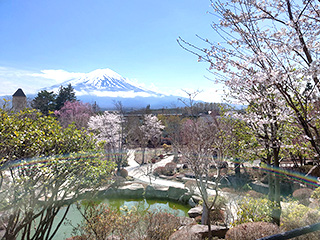 ハーブ庭園 旅日記 富士河口湖庭園 春の写真6