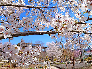 ハーブ庭園 旅日記 富士河口湖庭園 春の写真8