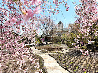 ハーブ庭園 旅日記 富士河口湖庭園 春の写真9