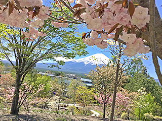 ハーブ庭園 旅日記 富士河口湖庭園 春の写真19