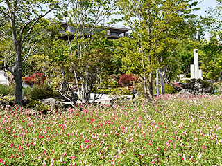 ハーブ庭園 旅日記 富士河口湖庭園 初夏の写真2