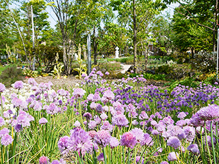 ハーブ庭園 旅日記 富士河口湖庭園 初夏の写真3