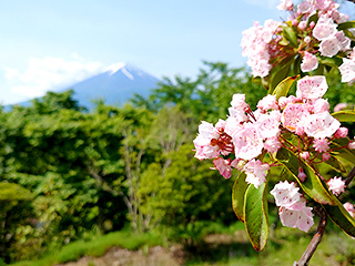 ハーブ庭園 旅日記 富士河口湖庭園 初夏の写真11