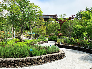 ハーブ庭園 旅日記 富士河口湖庭園 夏の写真4
