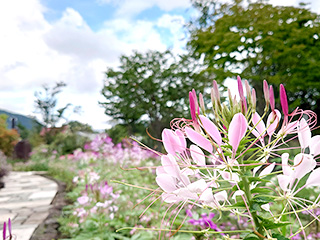 ハーブ庭園 旅日記 富士河口湖庭園 夏の写真9