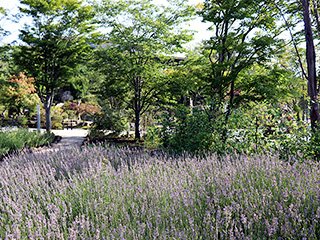 ハーブ庭園 旅日記 富士河口湖庭園 夏の写真15