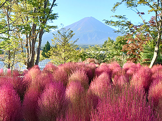 ハーブ庭園 旅日記 富士河口湖庭園 初秋の写真1