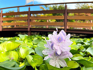 ハーブ庭園 旅日記 富士河口湖庭園 初秋の写真7