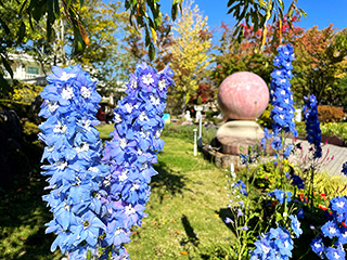 ハーブ庭園 旅日記 富士河口湖庭園 初秋の写真8