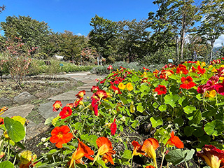 ハーブ庭園 旅日記 富士河口湖庭園 初秋の写真15