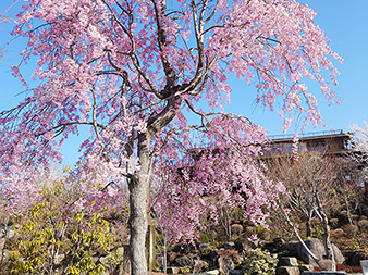 ハーブ庭園の桜5