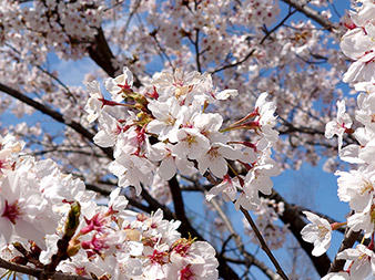 ハーブ庭園の桜7