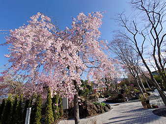 ハーブ庭園の桜8