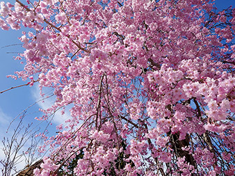 ハーブ庭園の桜12