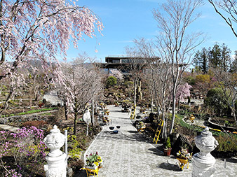 ハーブ庭園の桜16