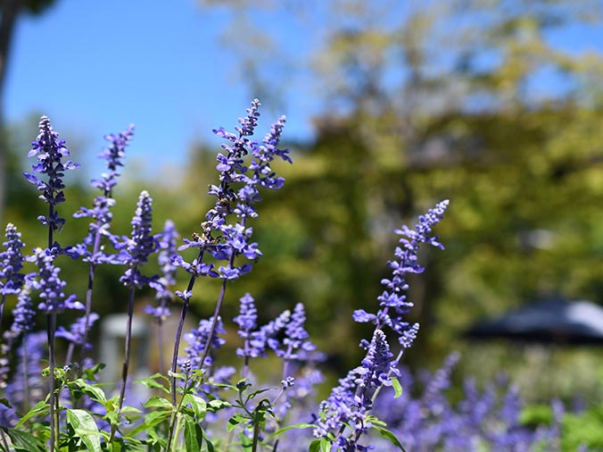 初夏からブルーサルビア・ラベンダーで涼しく彩るハーブ庭園