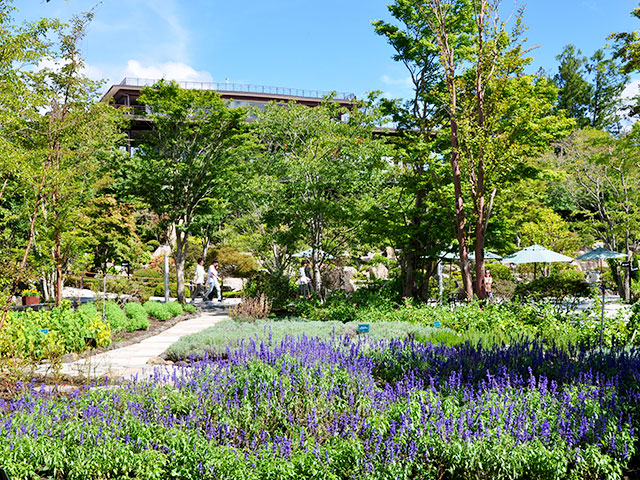 初秋のハーブ庭園 一足早く秋のよそおいを始める富士河口湖の初秋 ハーブ庭園 旅日記 富士河口湖庭園